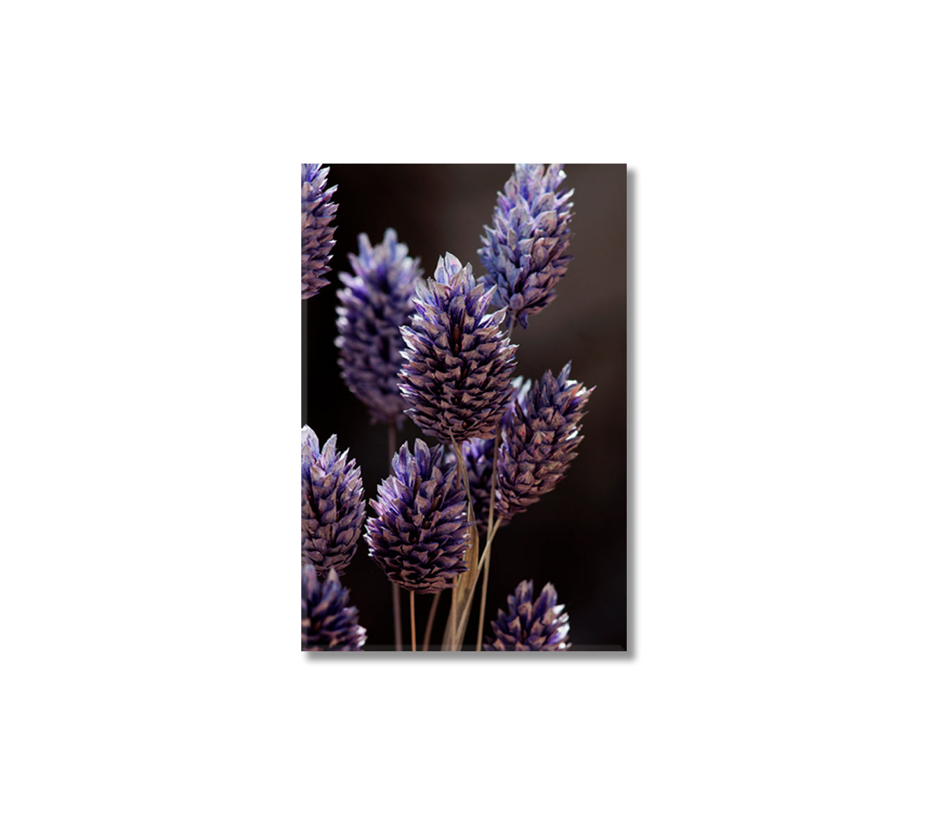 Dry Violet Grass Canvas Wall Decoration-Canvas Print-CetArt-1 panel-16x24 inches-CetArt