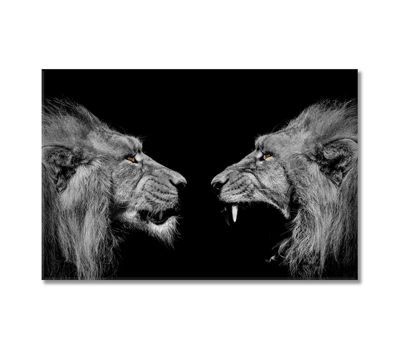 Lions Black and White Canvas Print-Canvas Print-CetArt-1 Panel-24x16 inches-CetArt