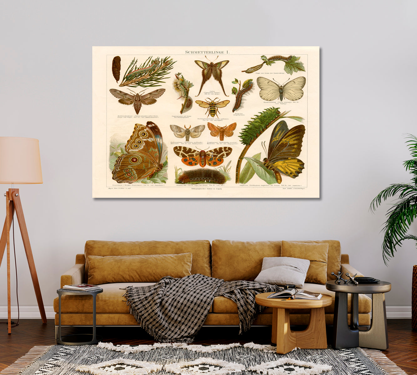 Antique Chromolithograph of Butterflies Wall Art-Canvas Print-CetArt-1 Panel-24x16 inches-CetArt