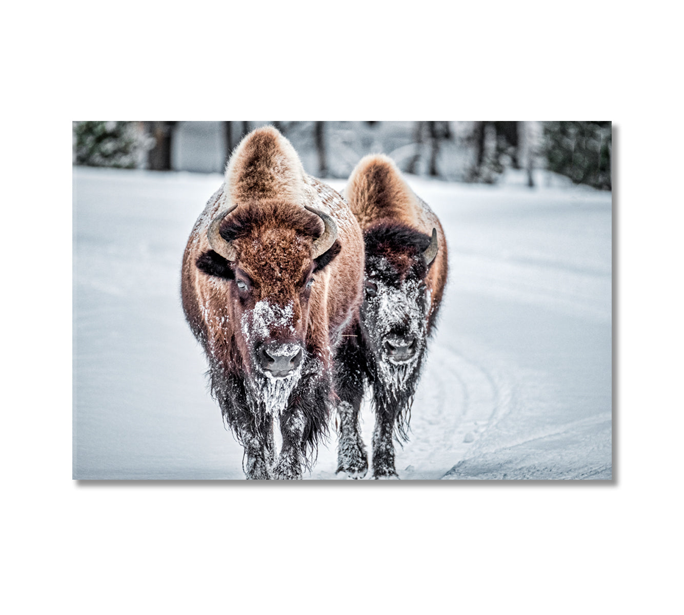 Bison in Winter Print Canvas Art-Canvas Print-CetArt-1 Panel-24x16 inches-CetArt