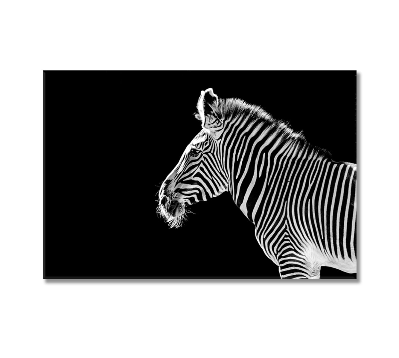 Zebra Black And White Wall Art-Canvas Print-CetArt-1 Panel-24x16 inches-CetArt