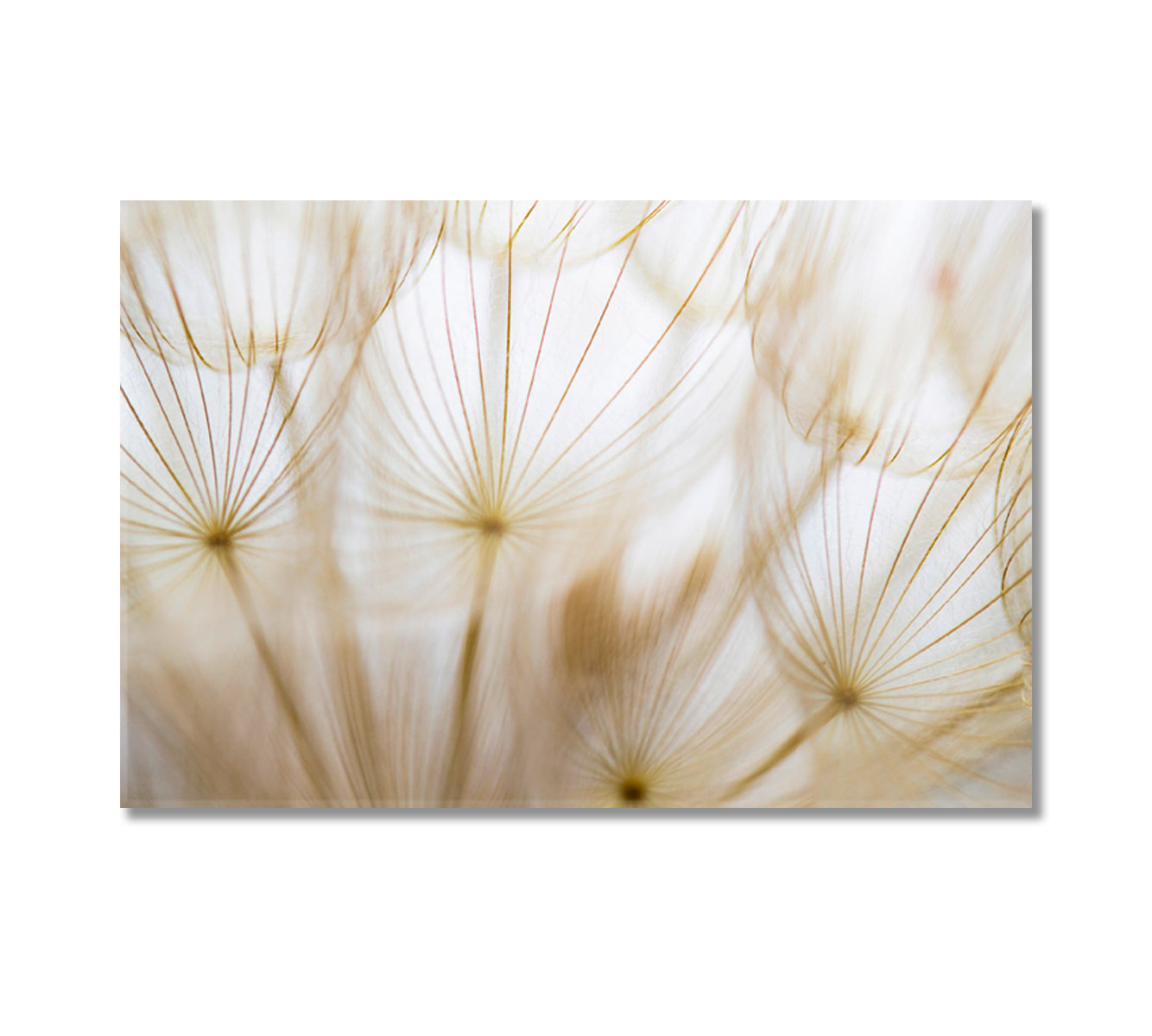 Beige Dandelion Canvas Art Decor-Canvas Print-CetArt-1 Panel-24x16 inches-CetArt