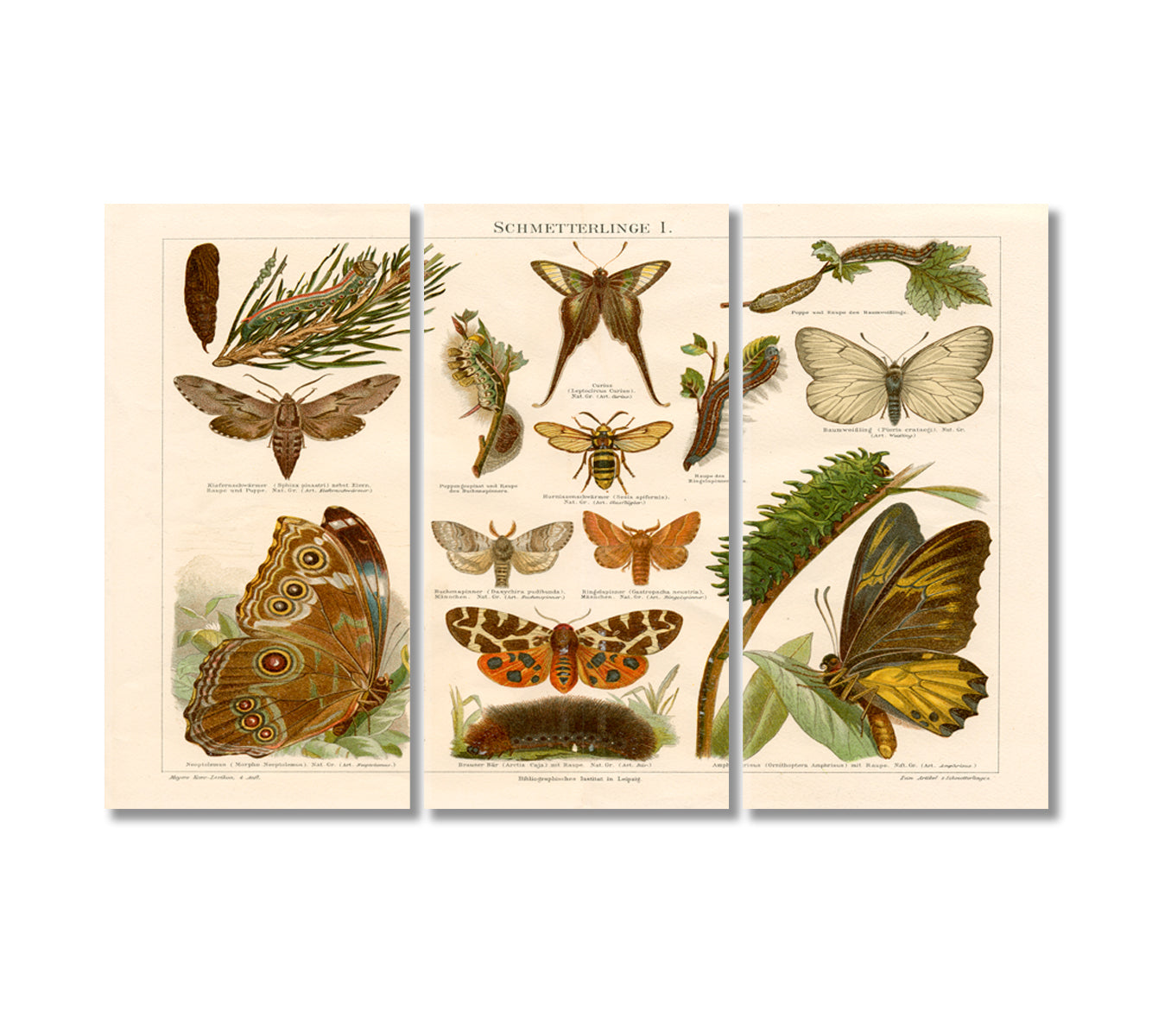 Antique Chromolithograph of Butterflies Wall Art-Canvas Print-CetArt-3 Panels-36x24 inches-CetArt