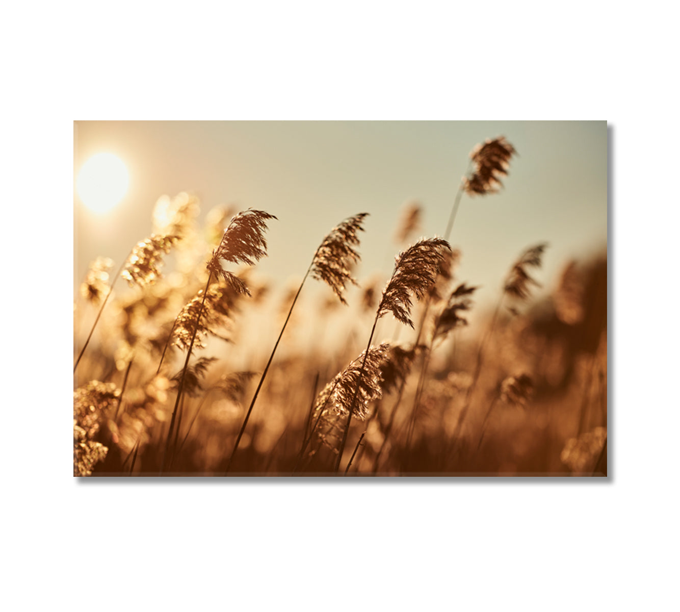 Reeds in Sun Rays Canvas Print-Canvas Print-CetArt-1 Panel-24x16 inches-CetArt