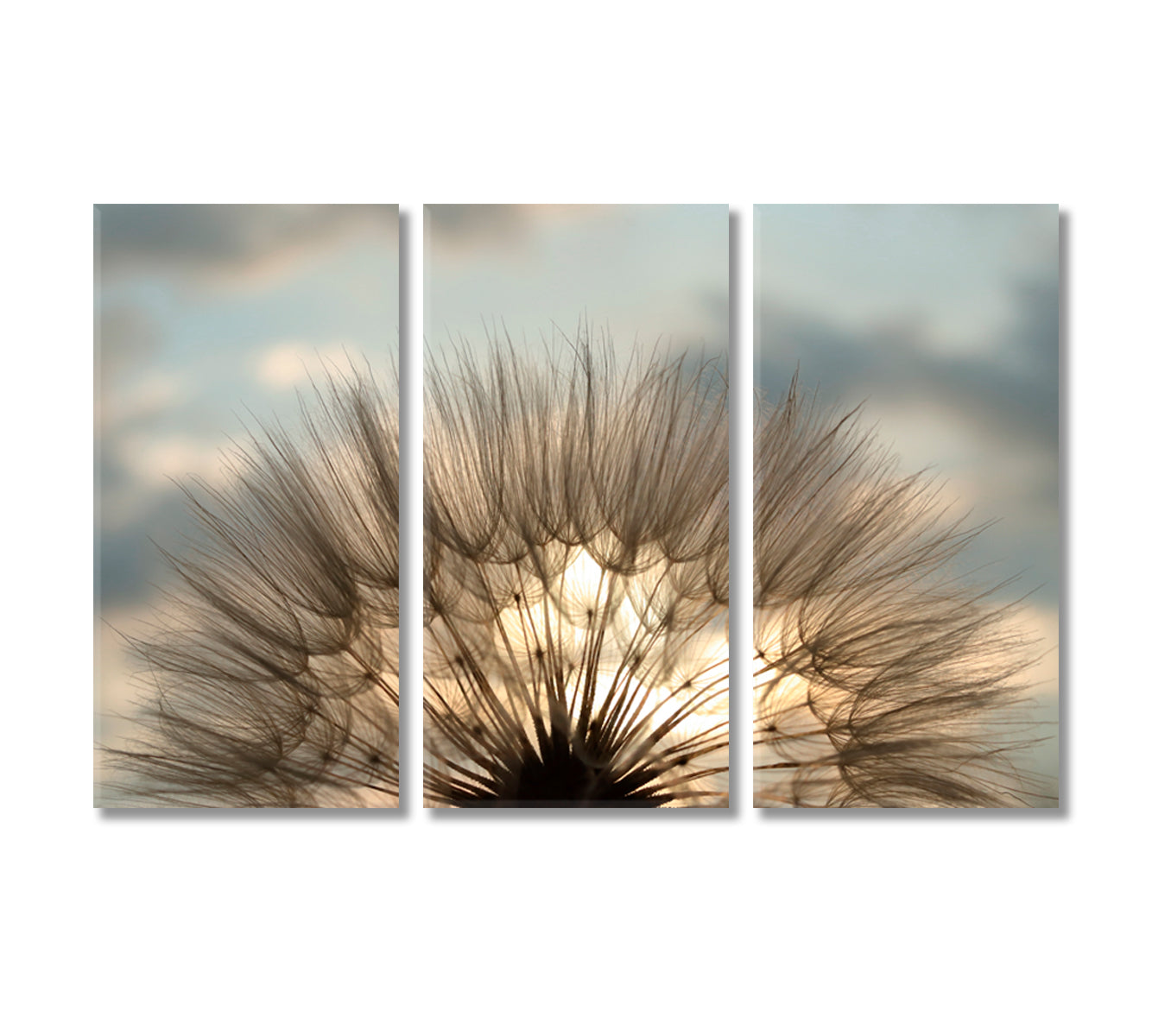 Fluffy Dandelion Flower Interior Canvas-Canvas Print-CetArt-3 Panels-36x24 inches-CetArt