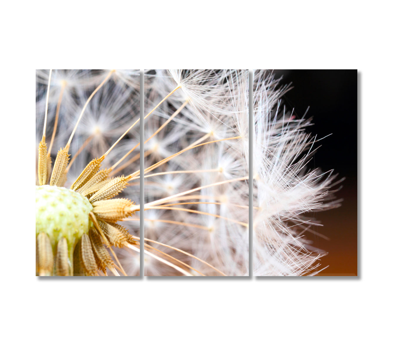 Dandelion Seeds Print Decor Wall Art-Canvas Print-CetArt-3 Panels-36x24 inches-CetArt