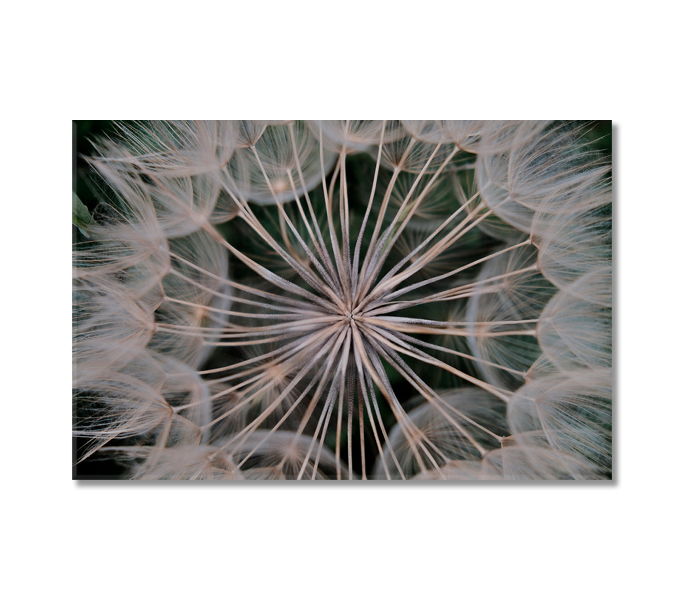 Delicate Dandelion Wall Decor Canvas-Canvas Print-CetArt-1 Panel-24x16 inches-CetArt