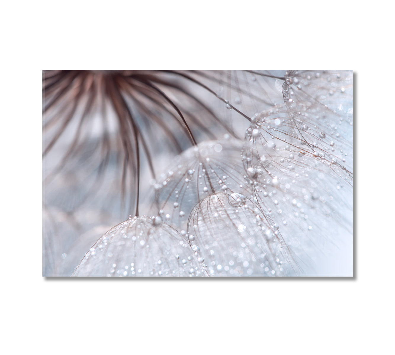 Dandelion with Drops Modern Wall Art-Canvas Print-CetArt-1 Panel-24x16 inches-CetArt