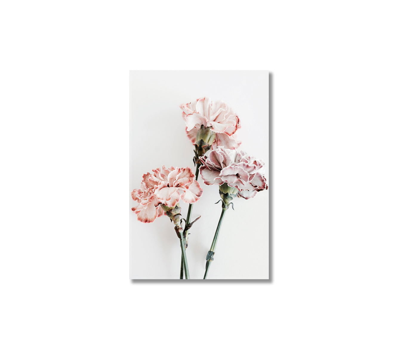 Delicate Carnation Flowers Canvas Art Stretched-Canvas Print-CetArt-1 panel-16x24 inches-CetArt