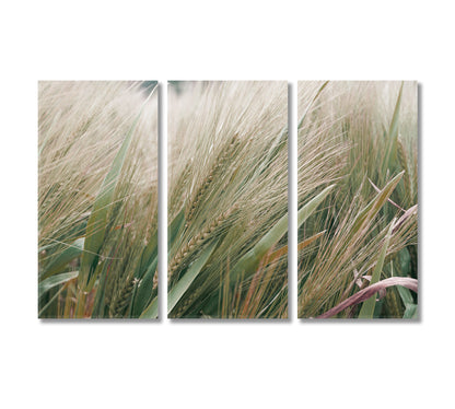 Barley Canvas Home Wall Art Decor-Canvas Print-CetArt-3 Panels-36x24 inches-CetArt