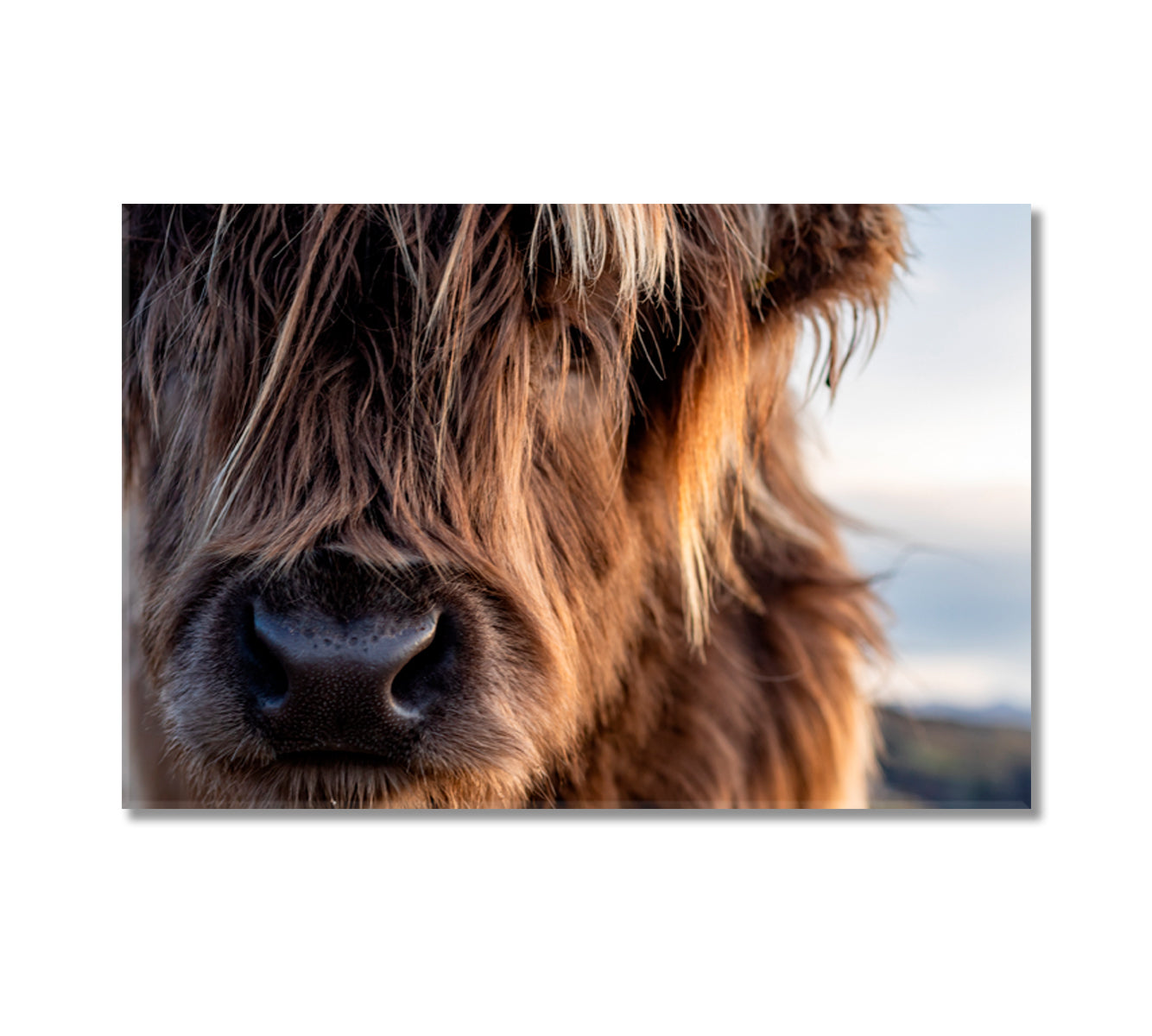 Scotland Highland Cows Canvas for Wall Decoration-Canvas Print-CetArt-1 Panel-24x16 inches-CetArt