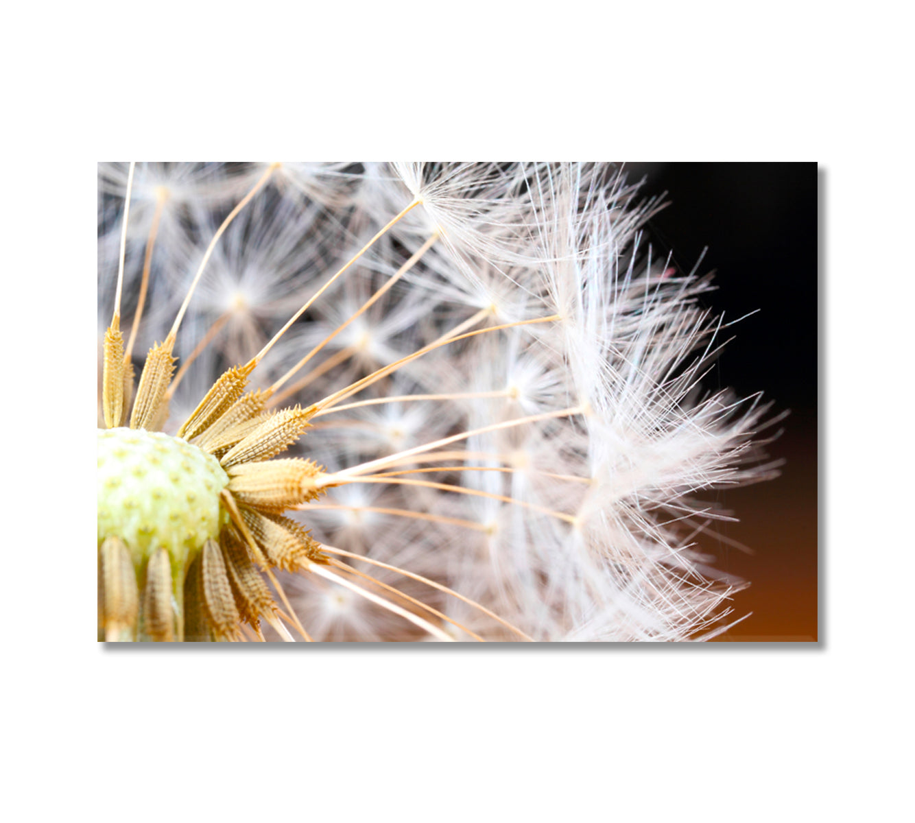 Dandelion Seeds Print Decor Wall Art-Canvas Print-CetArt-1 Panel-24x16 inches-CetArt