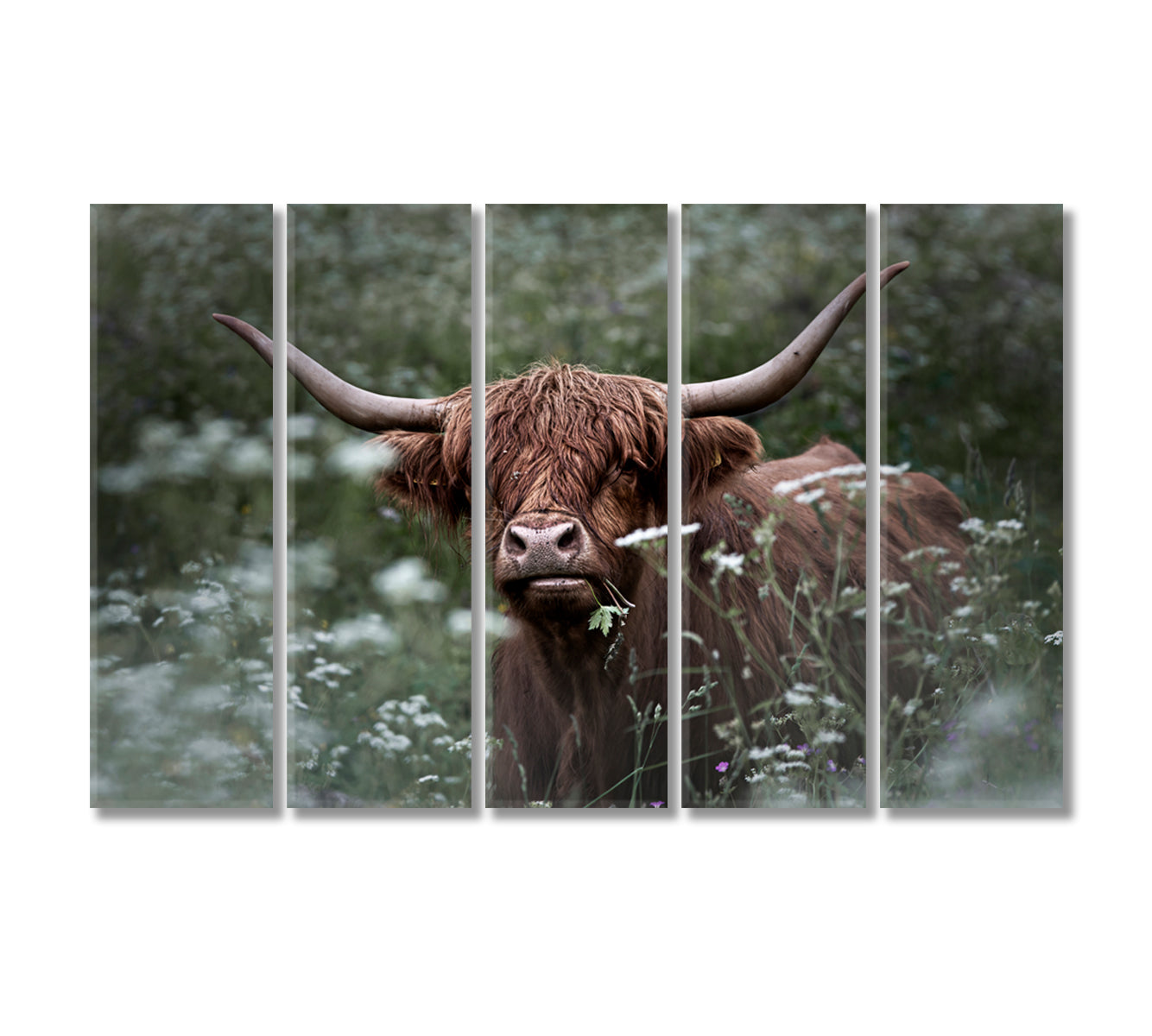 Highland Cow in Green Grass Wall Art Print-Canvas Print-CetArt-5 Panels-36x24 inches-CetArt