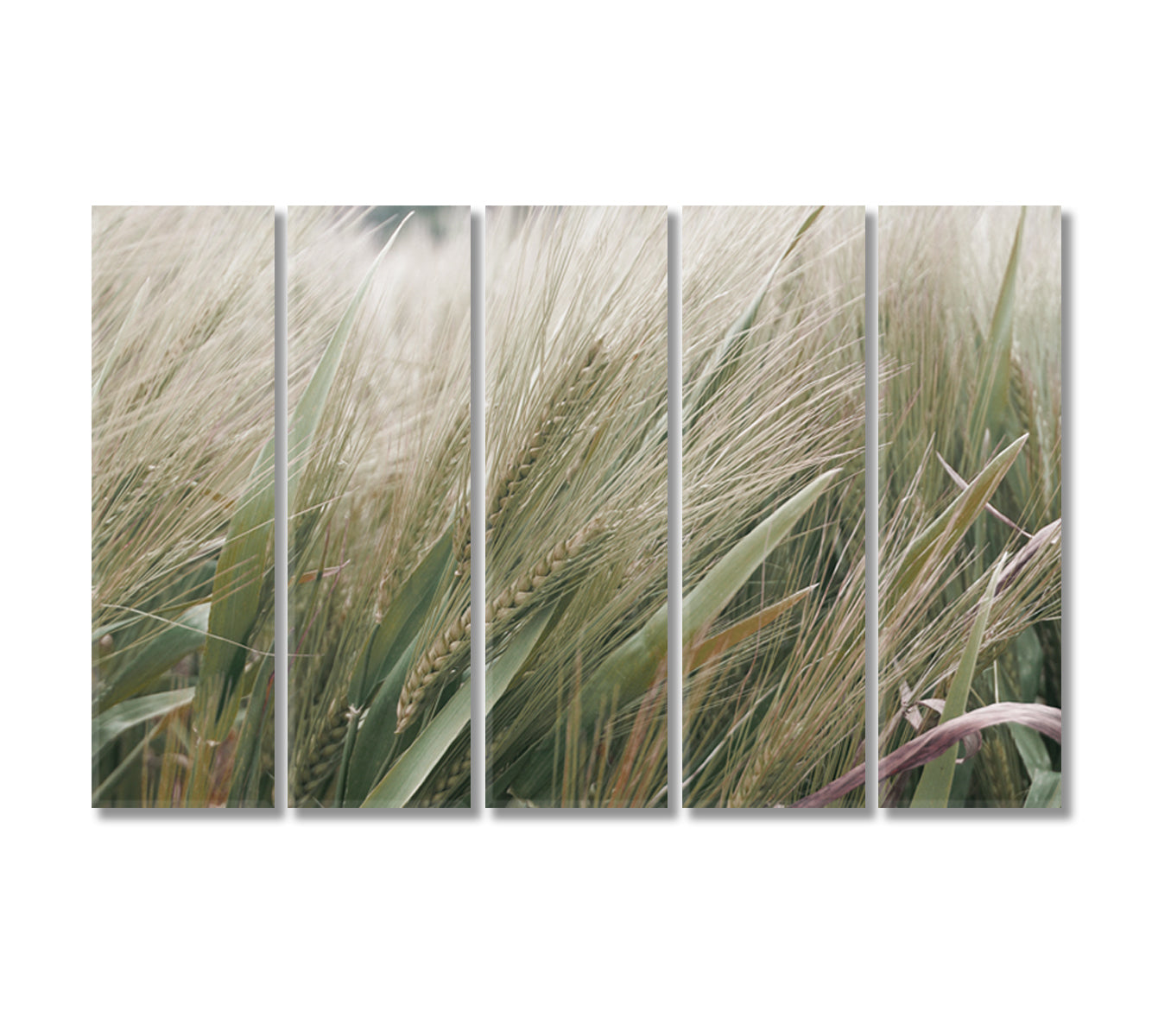 Barley Canvas Home Wall Art Decor-Canvas Print-CetArt-5 Panels-36x24 inches-CetArt