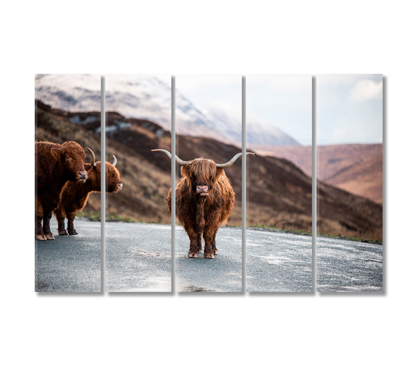 Scottish Highland Cows Home Art Decor-Canvas Print-CetArt-5 Panels-36x24 inches-CetArt