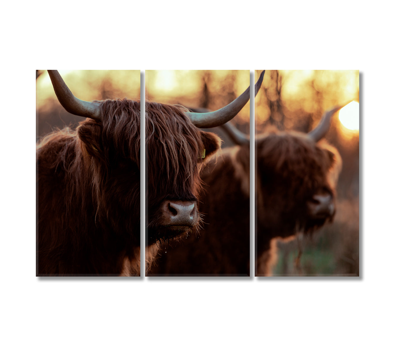 Highland Сows Trendy Giclee Print-Canvas Print-CetArt-3 Panels-36x24 inches-CetArt