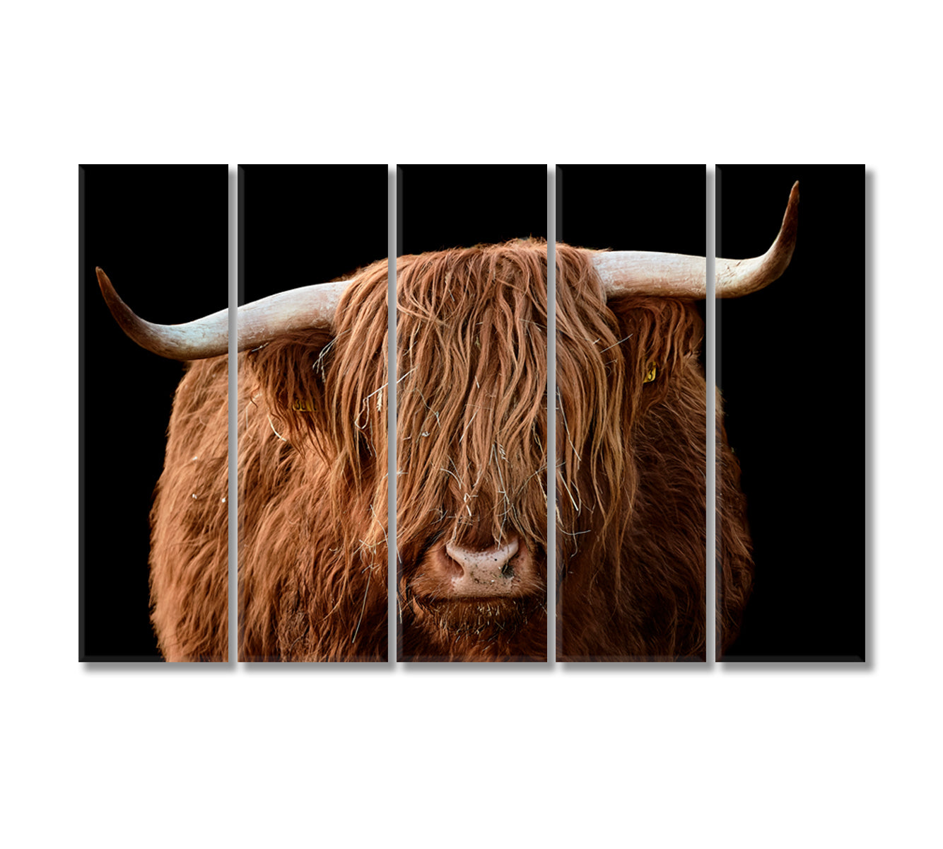 Highland Cattle Canvas Wall Art Decor-Canvas Print-CetArt-5 Panels-36x24 inches-CetArt