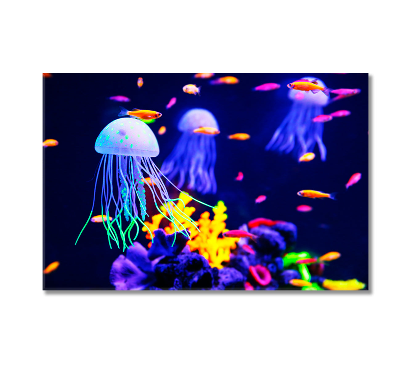 Colorful Jellyfish Canvas Wall Art Decor-Canvas Print-CetArt-1 Panel-24x16 inches-CetArt