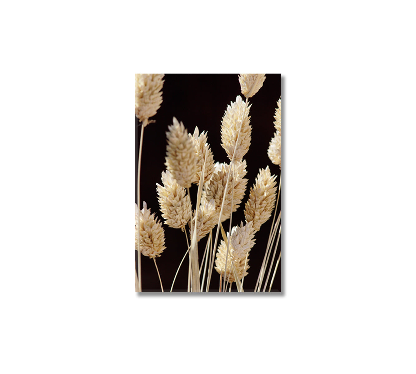 Dry Beige Plant Canvas Interior Design-Canvas Print-CetArt-1 panel-16x24 inches-CetArt