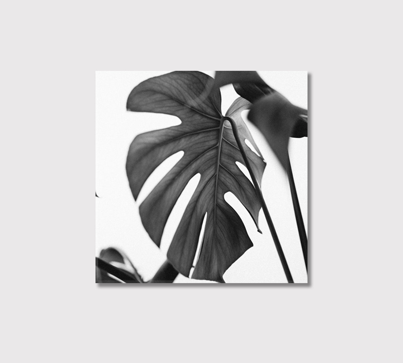 Monstera Leaves Minimalist Wall Art-Canvas Print-CetArt-1 panel-12x12 inches-CetArt