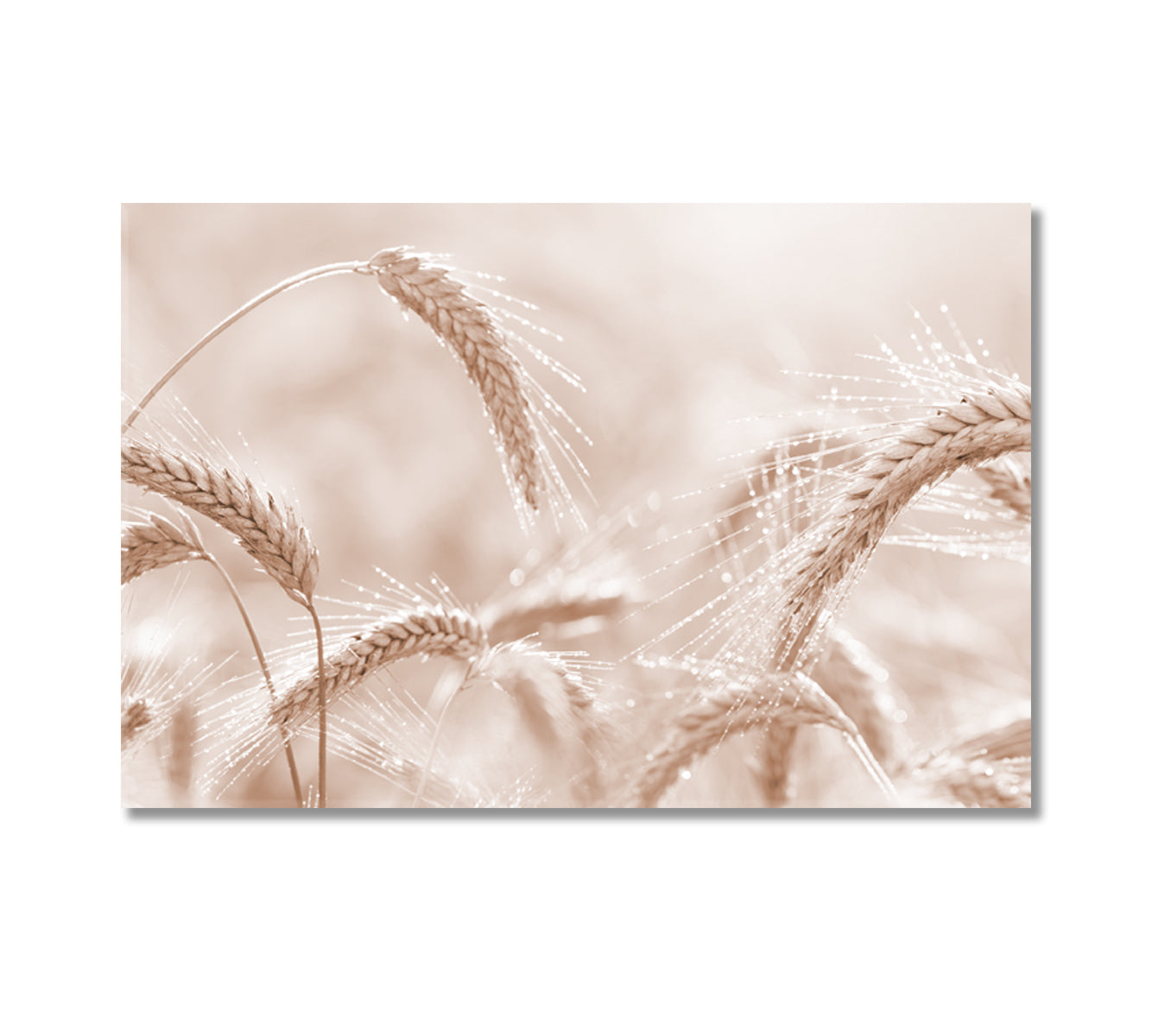 Ears of Rye Canvas Wall Art Decor-Canvas Print-CetArt-1 Panel-24x16 inches-CetArt