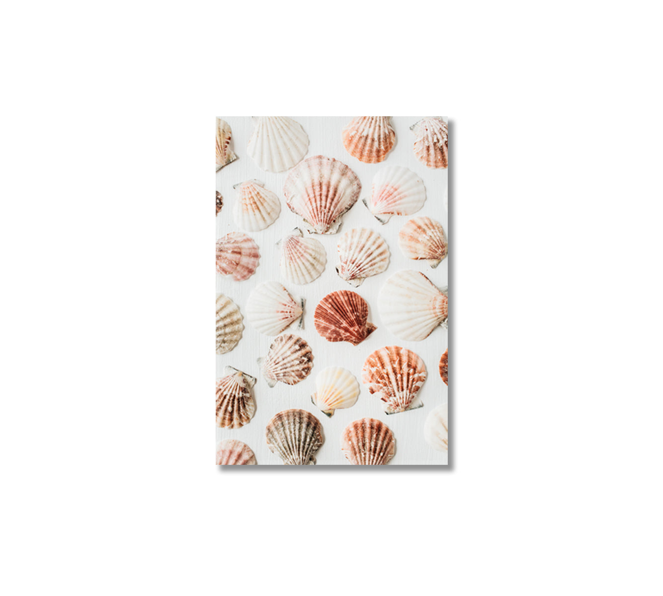 Seashells Wall Decor Canvas-Canvas Print-CetArt-1 panel-16x24 inches-CetArt