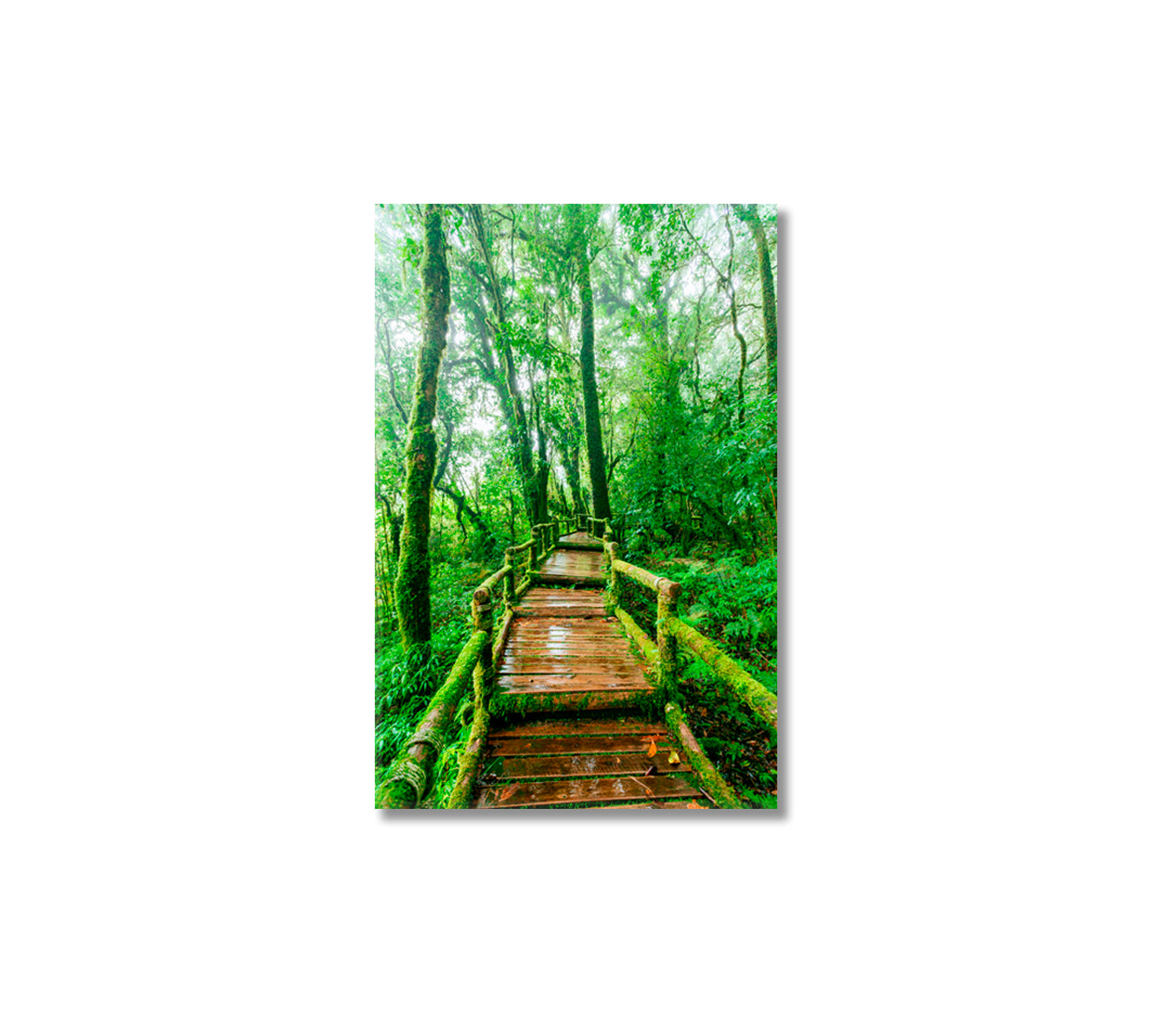 Beautiful Rain Forest Trail Canvas Print-Canvas Print-CetArt-1 panel-16x24 inches-CetArt