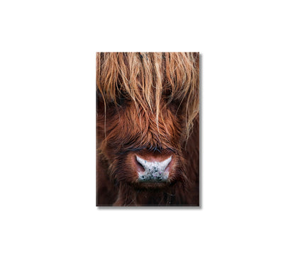 Scottish Highland Cow Canvas Wall Art-Canvas Print-CetArt-1 panel-16x24 inches-CetArt