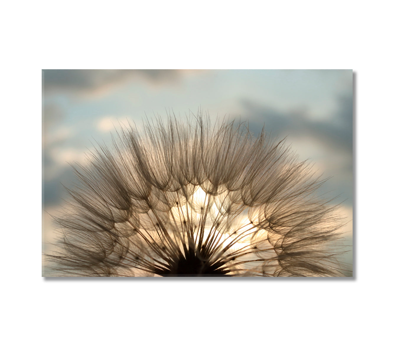 Fluffy Dandelion Flower Interior Canvas-Canvas Print-CetArt-1 Panel-24x16 inches-CetArt