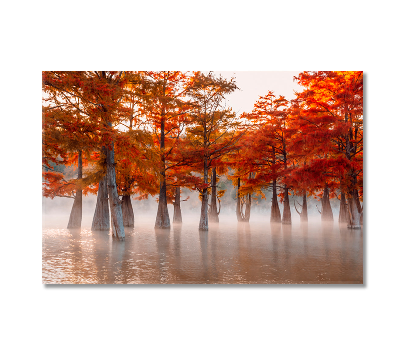 Swamp Cypresses on Lake Canvas Print-Canvas Print-CetArt-1 Panel-24x16 inches-CetArt