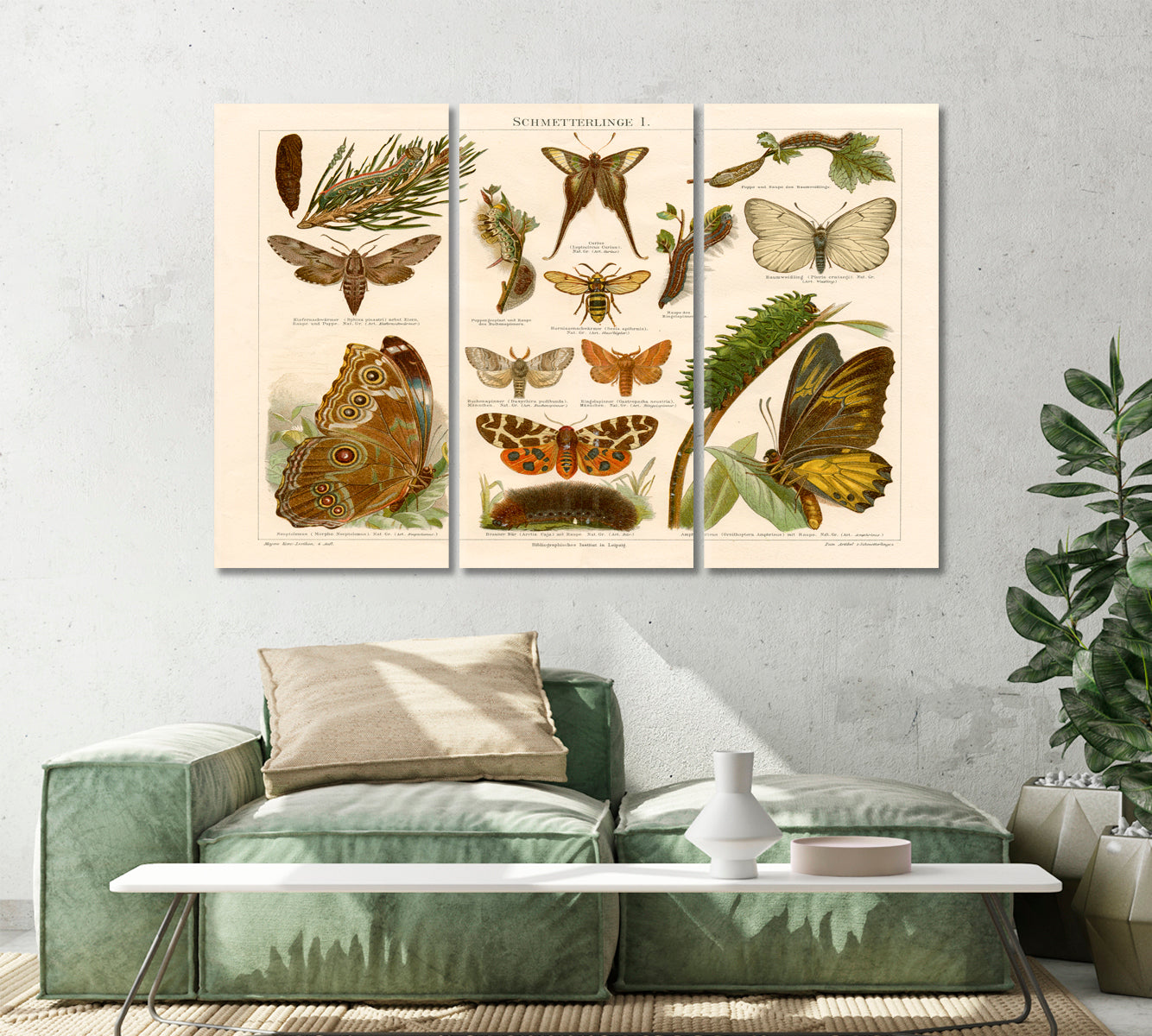 Antique Chromolithograph of Butterflies Wall Art-Canvas Print-CetArt-1 Panel-24x16 inches-CetArt