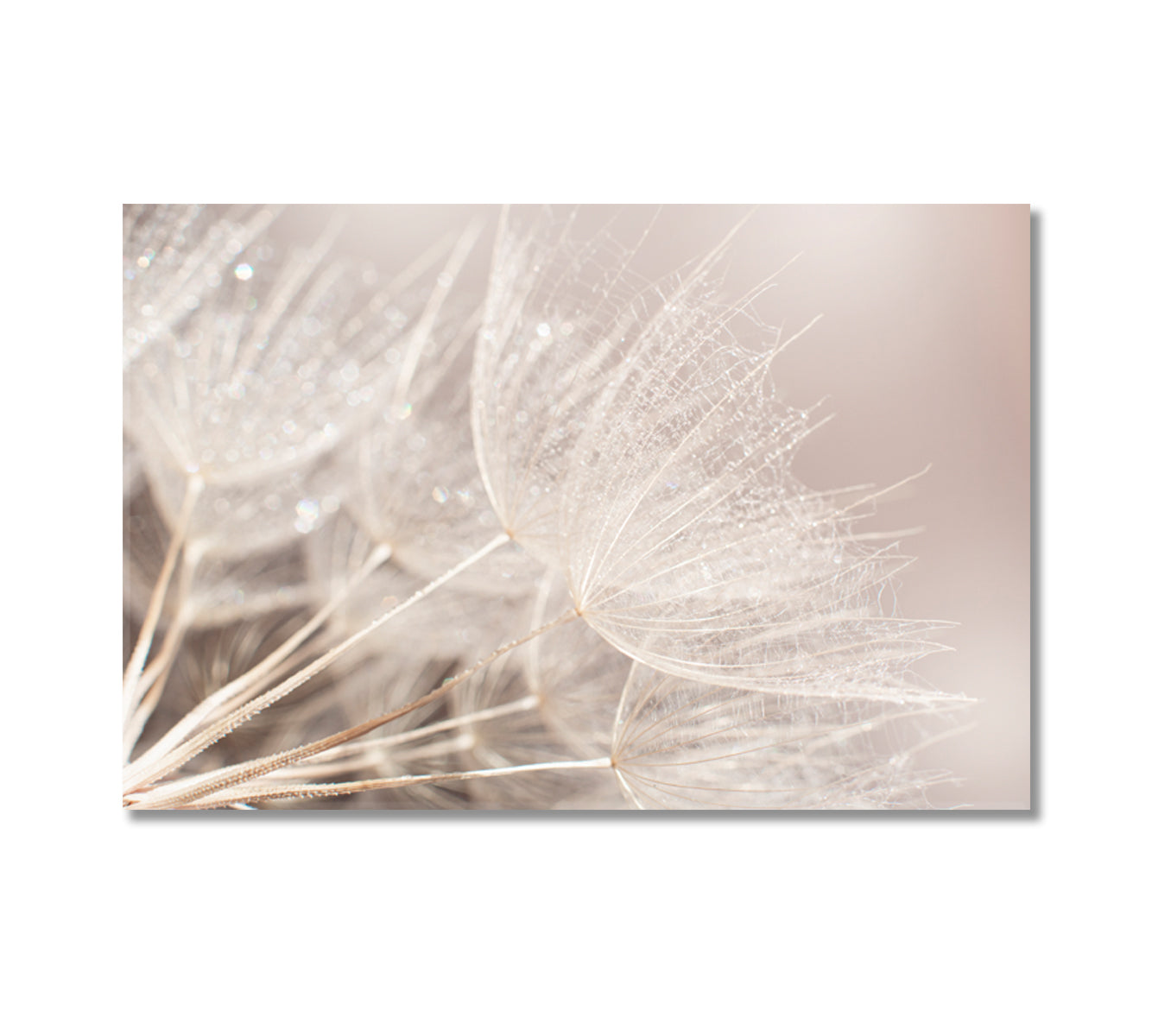 Fluffy Dandelion Home Decor for Wall-Canvas Print-CetArt-1 Panel-24x16 inches-CetArt