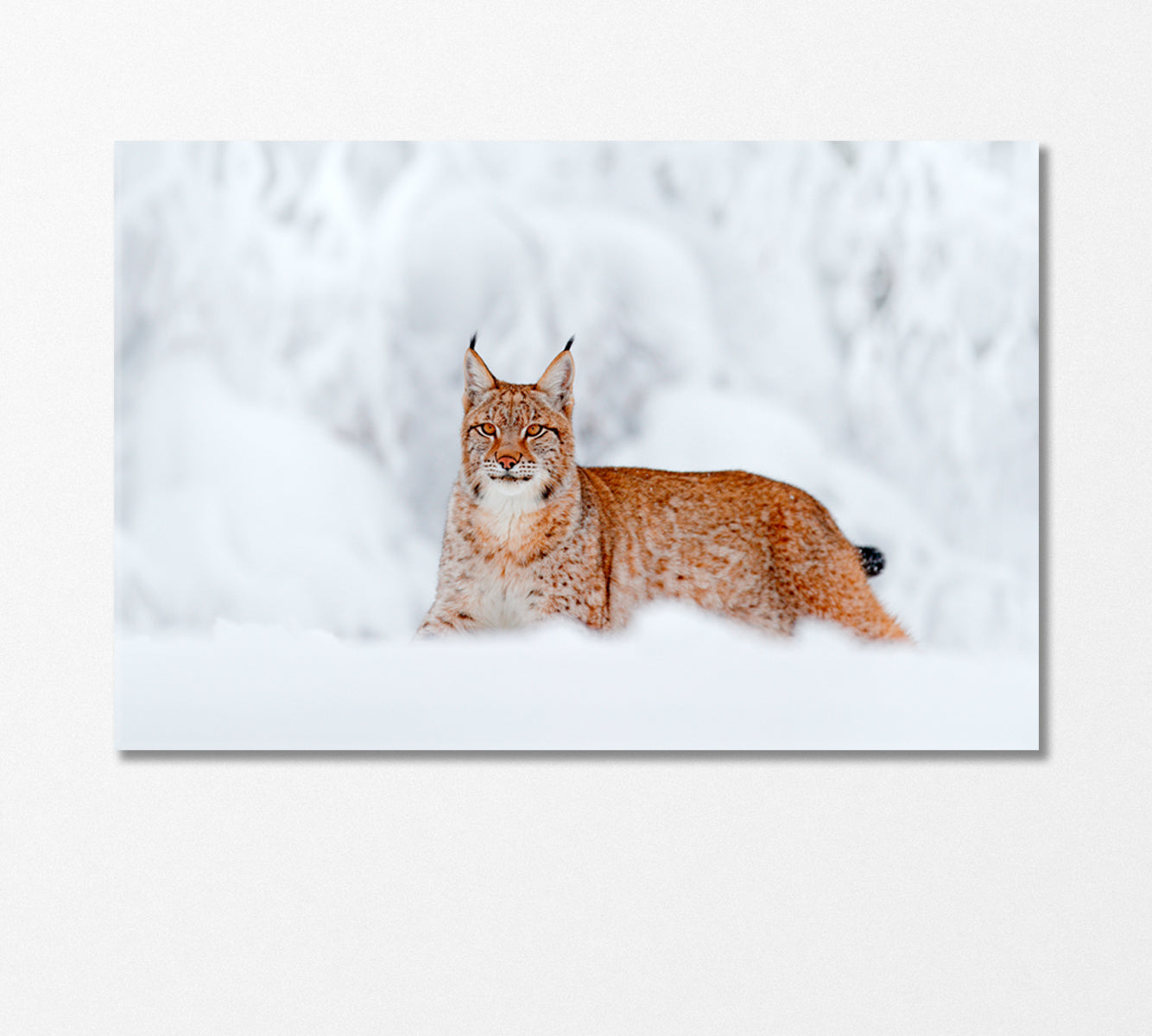 Wild Lynx in the Snowy Forest Canvas Print-Canvas Print-CetArt-1 Panel-24x16 inches-CetArt