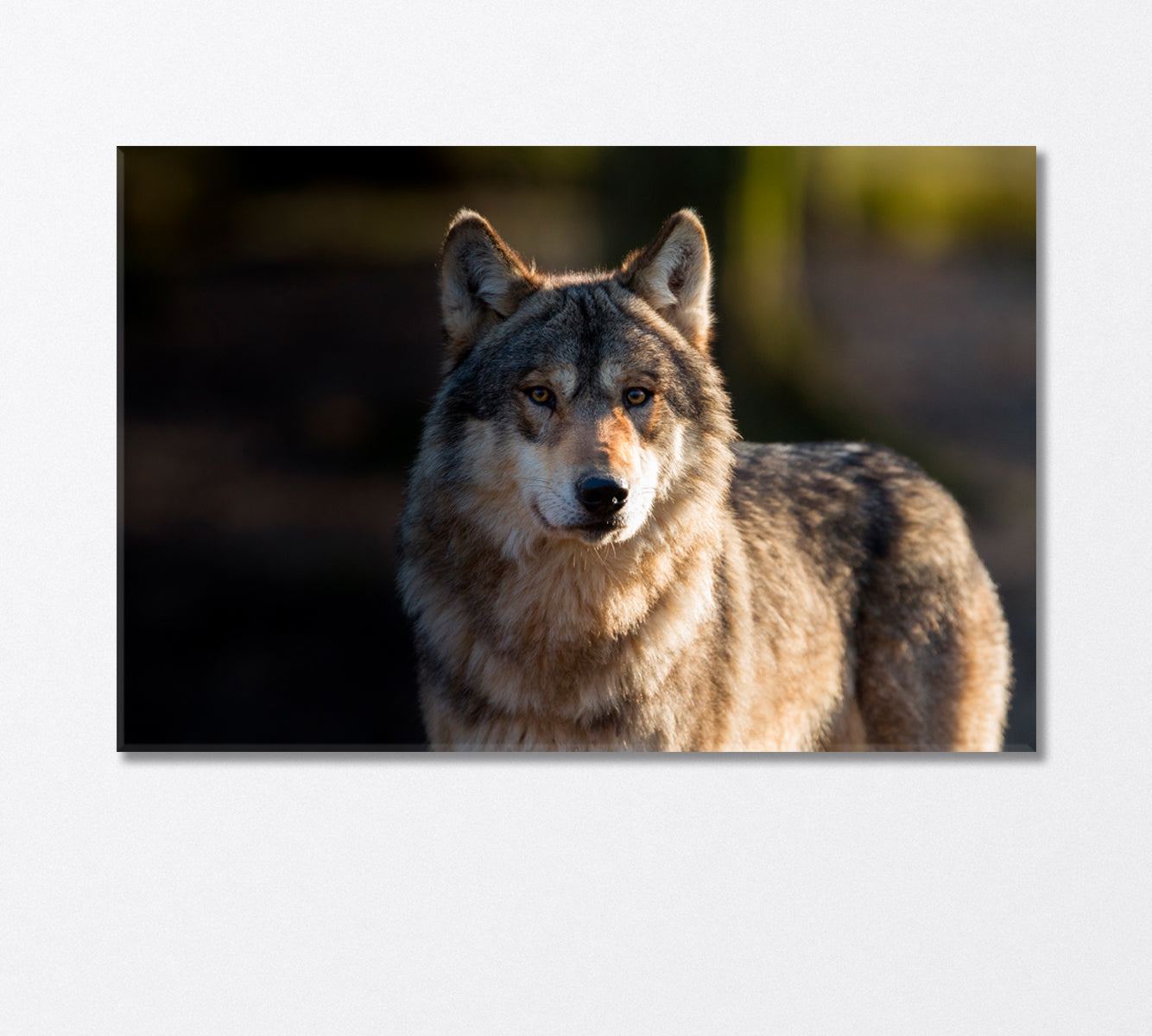 Stately Gray Wolf Canvas Print-Canvas Print-CetArt-1 Panel-24x16 inches-CetArt