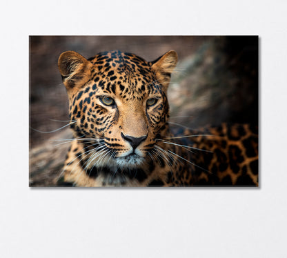 Young Leopard Canvas Print-Canvas Print-CetArt-1 Panel-24x16 inches-CetArt