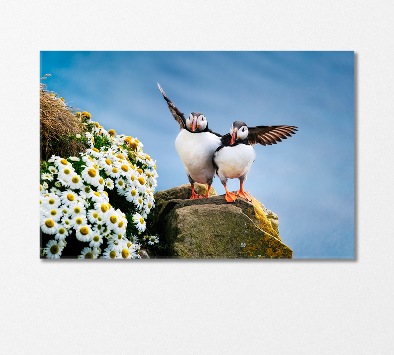 Seabirds Puffins Canvas Print-Canvas Print-CetArt-1 Panel-24x16 inches-CetArt