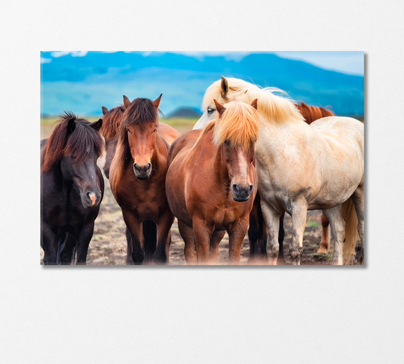 Herd of Wild Horses Canvas Print-Canvas Print-CetArt-1 Panel-24x16 inches-CetArt