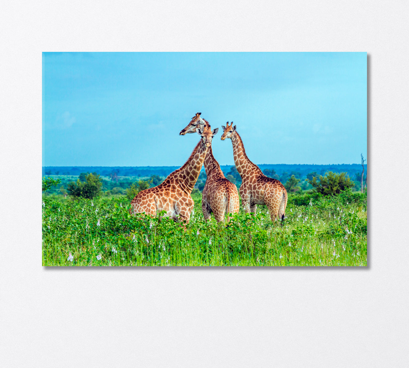 Three Giraffes in Kruger National Park Africa Canvas Print-Canvas Print-CetArt-1 Panel-24x16 inches-CetArt