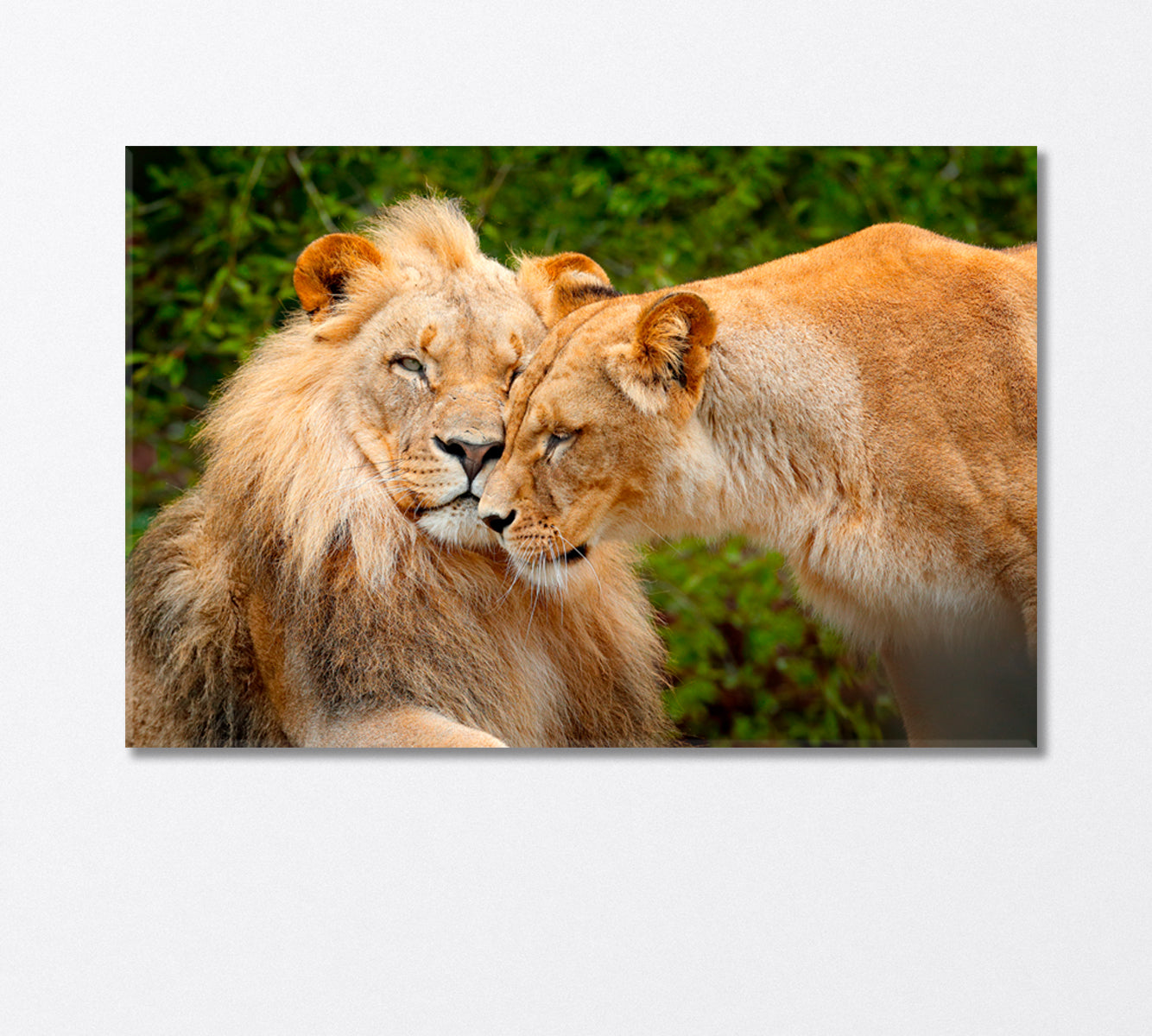 Pair of African Lions Chobe National Park Africa Canvas Print-Canvas Print-CetArt-1 Panel-24x16 inches-CetArt