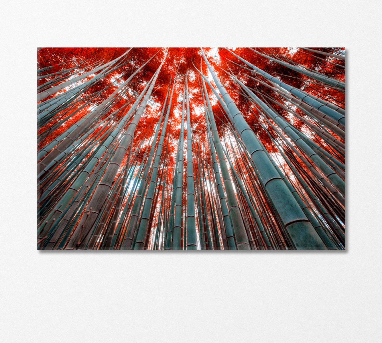 Bamboo Trees with Red Leaves Canvas Print-Canvas Print-CetArt-1 Panel-24x16 inches-CetArt