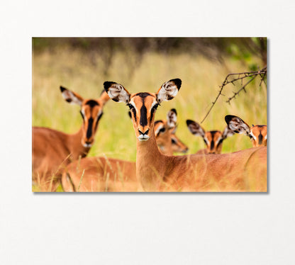 Young African Antelopes Canvas Print-Canvas Print-CetArt-1 Panel-24x16 inches-CetArt