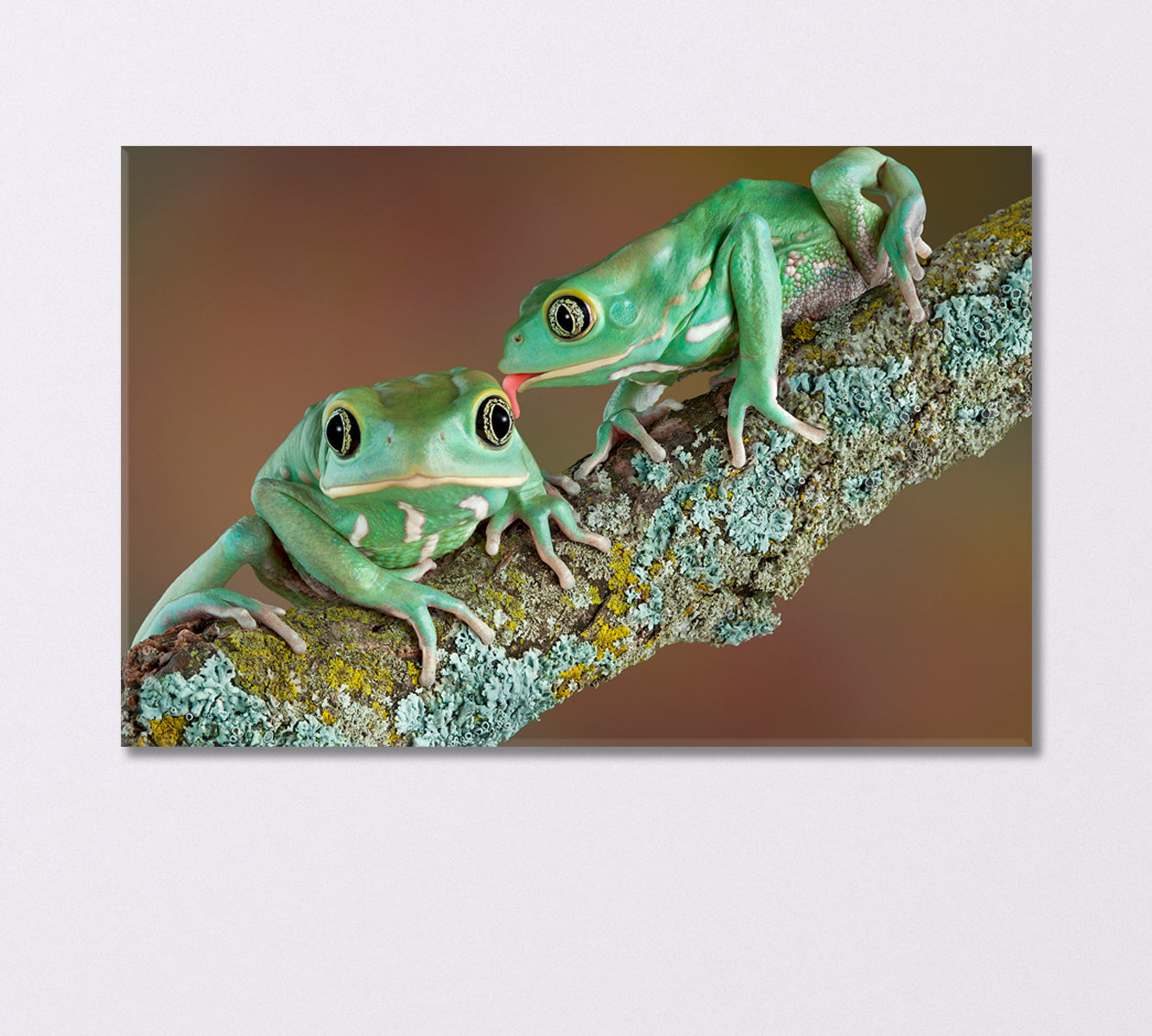 Pair of Wax Frogs Canvas Print-Canvas Print-CetArt-1 Panel-24x16 inches-CetArt