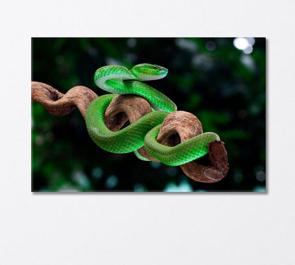 Green Poisonous Snake Canvas Print-Canvas Print-CetArt-1 Panel-24x16 inches-CetArt