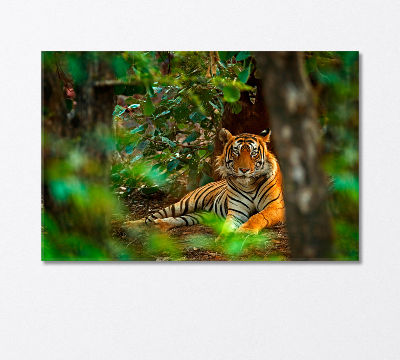 Male Indian Tiger Endangered Species Canvas Print-Canvas Print-CetArt-1 Panel-24x16 inches-CetArt