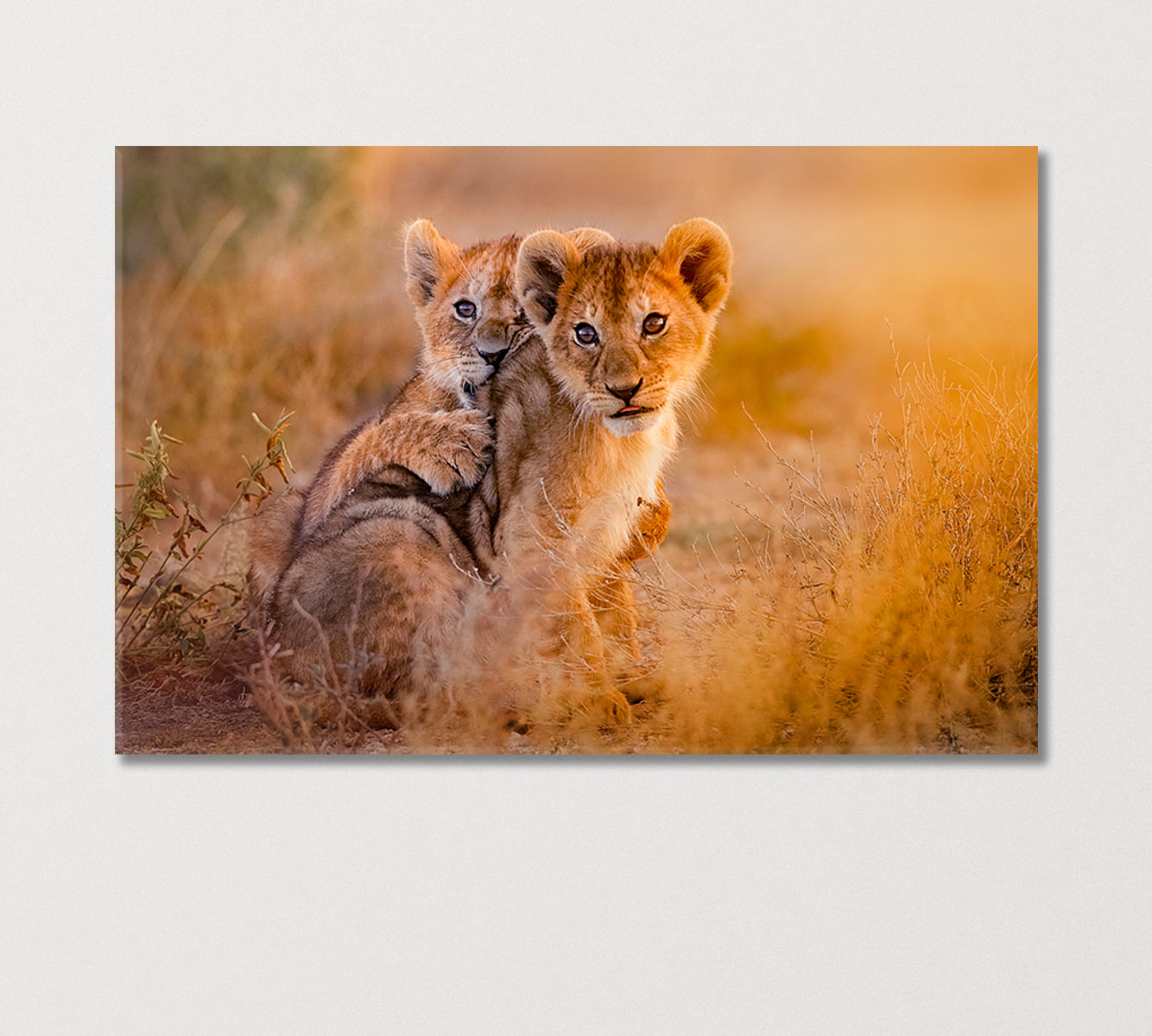 Two Cute Lion Cubs Canvas Print-Canvas Print-CetArt-1 Panel-24x16 inches-CetArt