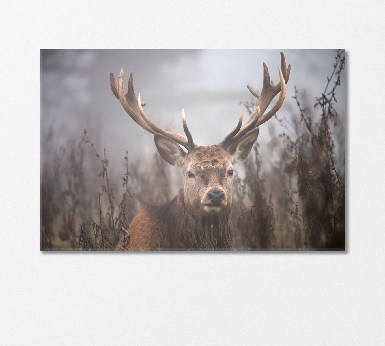 Deer in the Fog Wildlife Canvas Print-Canvas Print-CetArt-1 Panel-24x16 inches-CetArt