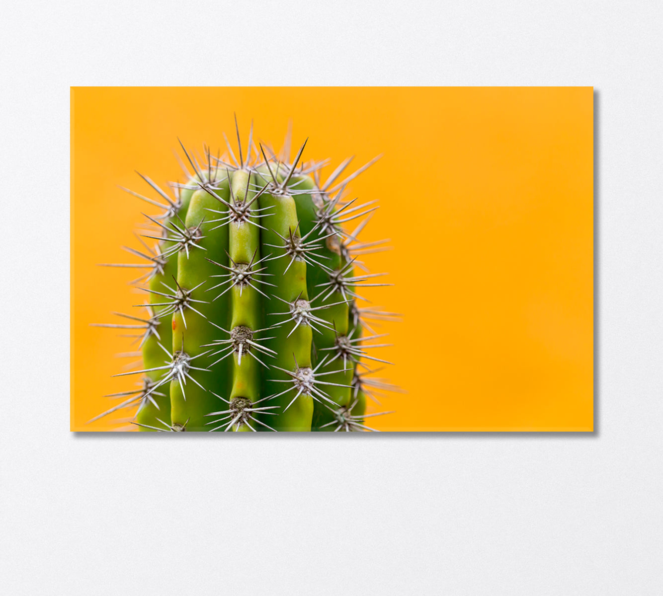 Cactus With Sharp Thorns Canvas Print-Canvas Print-CetArt-1 Panel-24x16 inches-CetArt