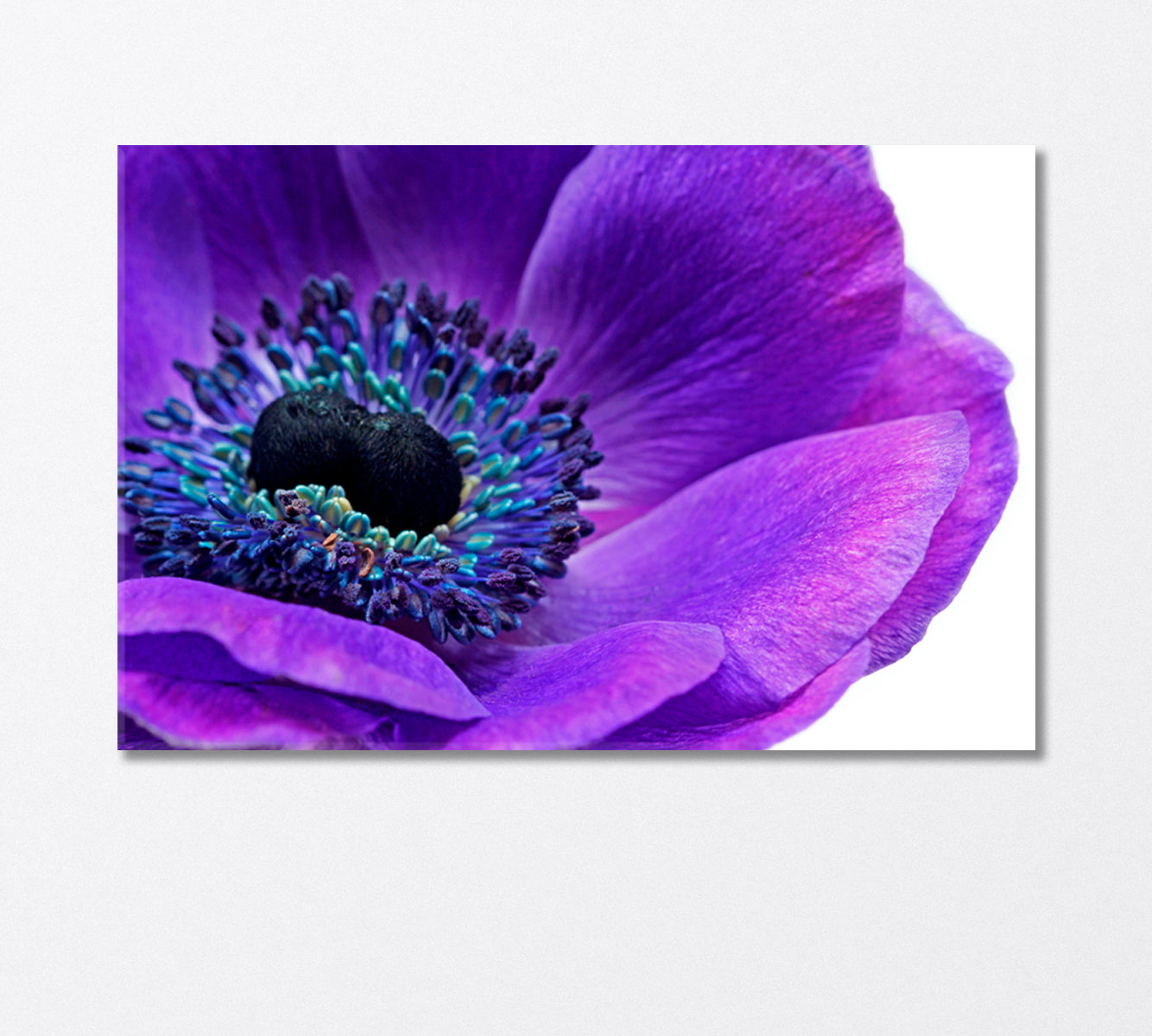 Ultra Violet Anemone Flower Canvas Print-Canvas Print-CetArt-1 Panel-24x16 inches-CetArt