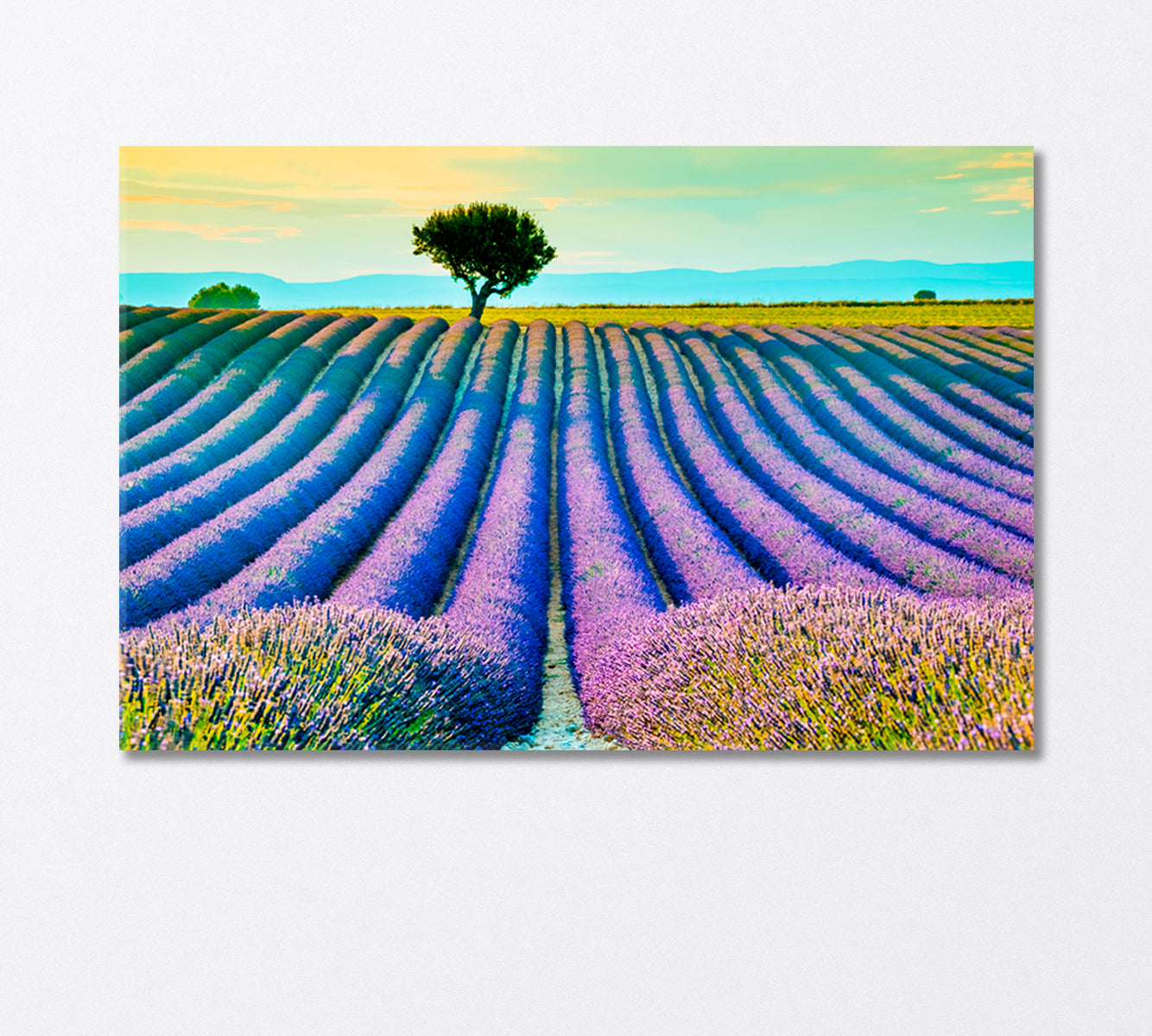 Beautiful Lavender Field at Sunset Provence France Canvas Print-Canvas Print-CetArt-1 Panel-24x16 inches-CetArt