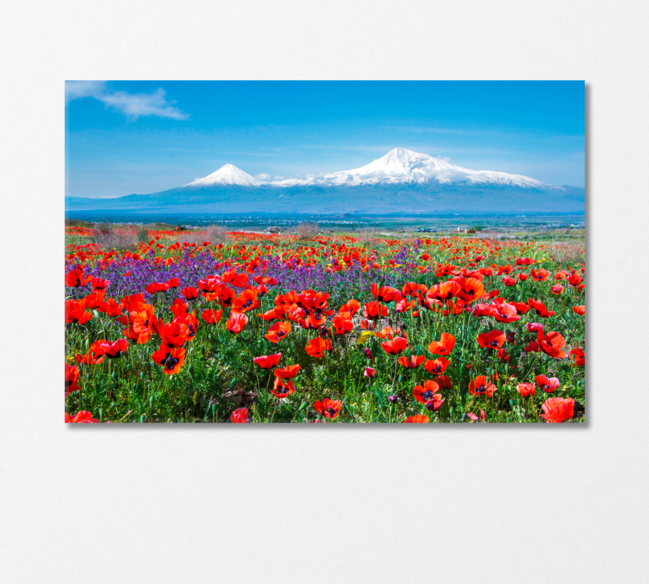 Poppy Field near Mount Ararat Armenia Canvas Print-Canvas Print-CetArt-1 Panel-24x16 inches-CetArt